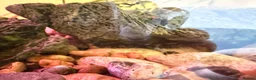 Axolotl reptiles for sale: X3 axolotls  in Manchester - Advert 4