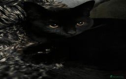 Mixed Breed cats for sale: 6 mixed breed / british shorthair kittens - Image 16