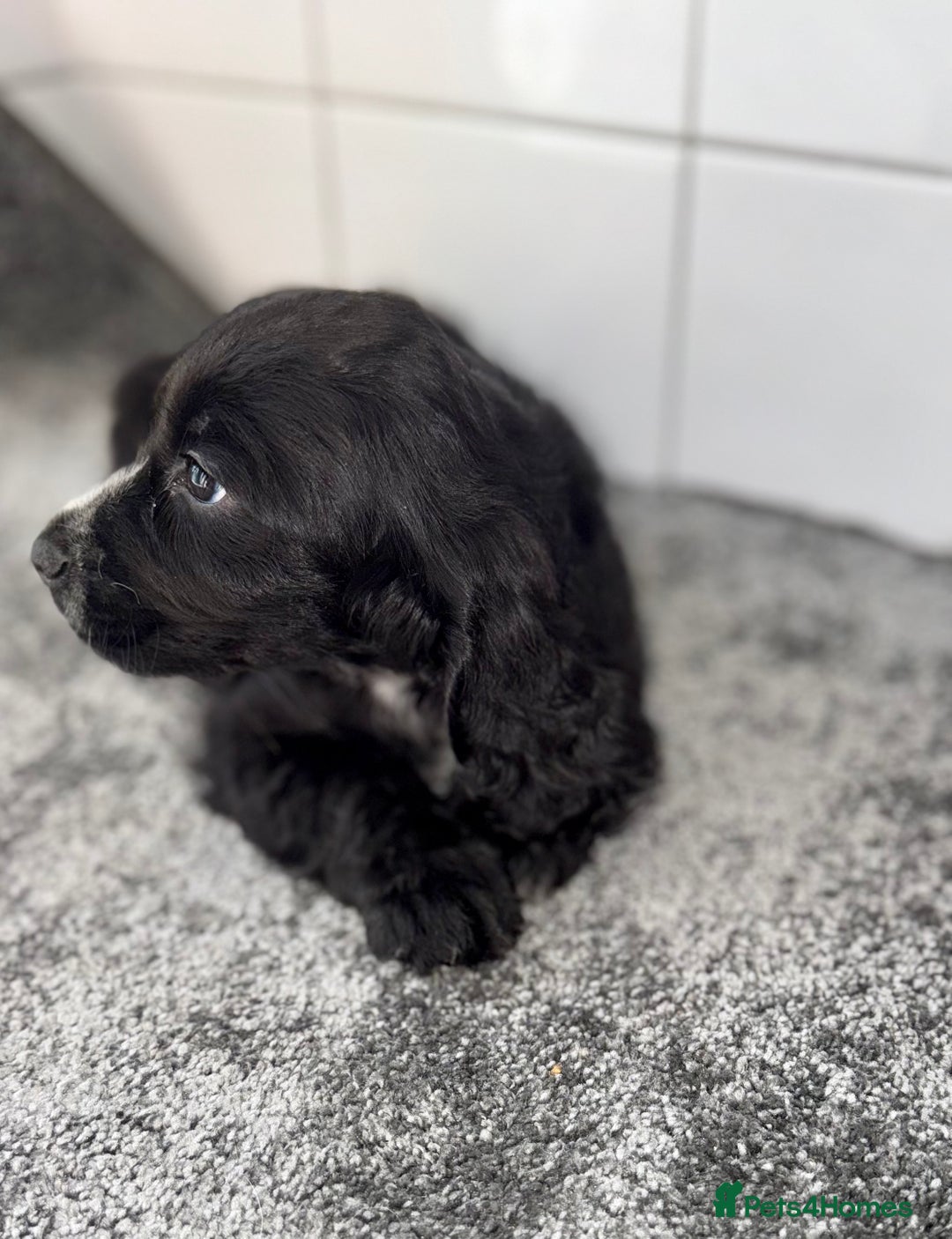 Cocker Spaniel dogs for sale: 6 stunning show type cocker spaniels  - Image 10