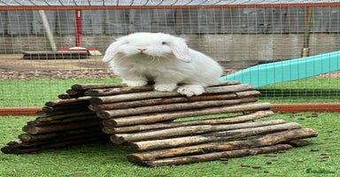 Mini Lop rabbits - Advert 3