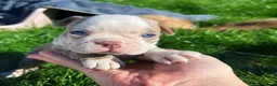 Boston Terrier dogs for sale: 7 beautiful Boston pups  - Advert 9