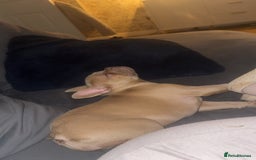 French Bulldog dogs for sale: Daisy - Advert 3