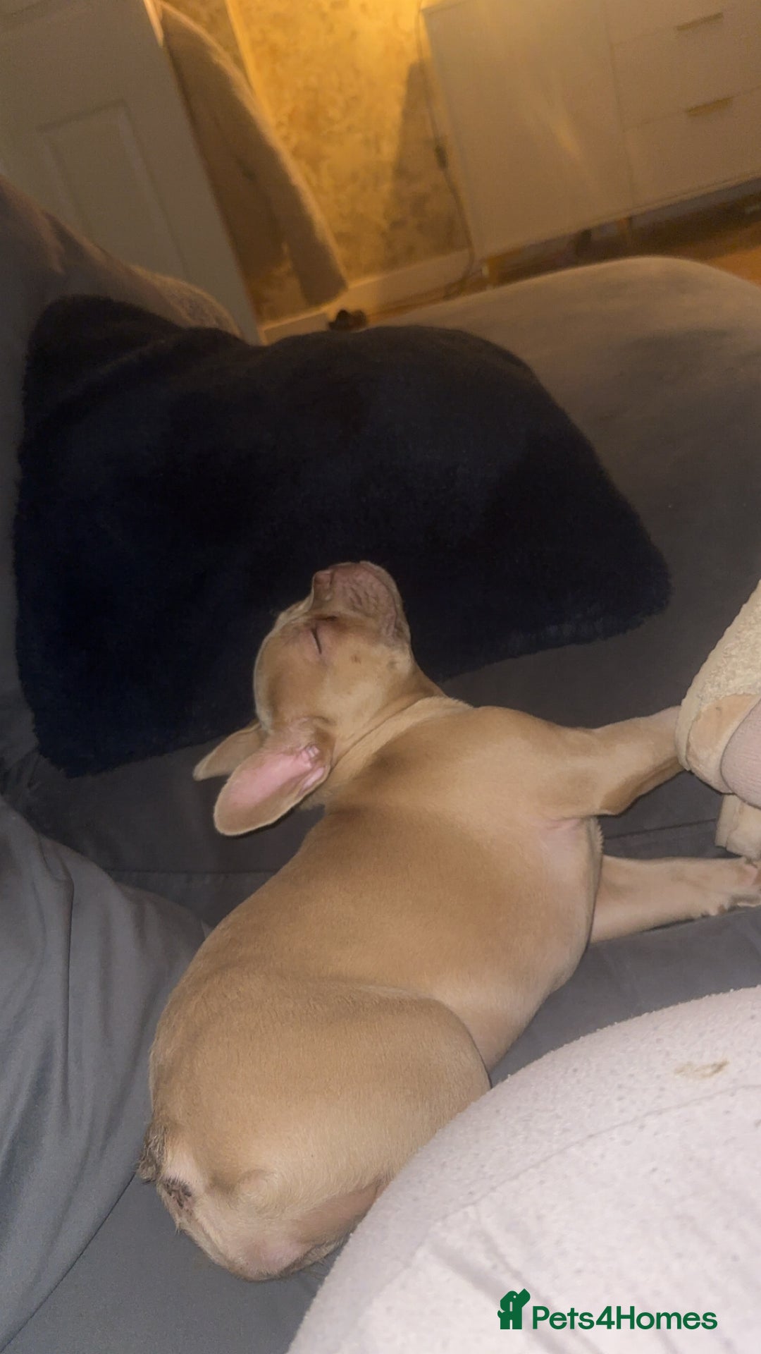 French Bulldog dogs for sale: Daisy - Advert 3