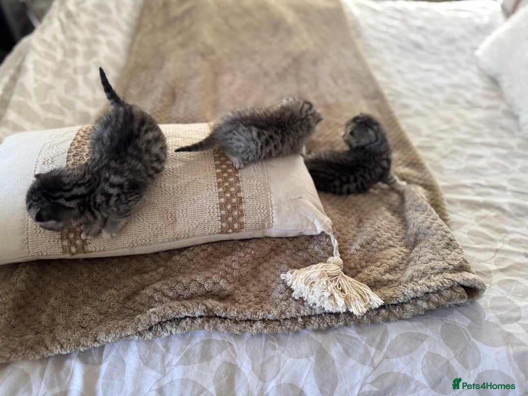 British Shorthair cats for sale: Beautiful lilac British shorthair X kittens - Image 5