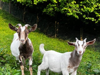 Goats livestock Wether male Goat 9 months - Advert 1