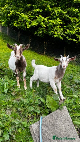 Goats livestock - Advert 14
