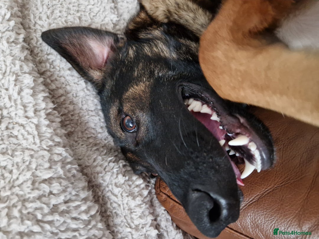 Mixed Breed dogs for sale: Sadly have to rehome a beautiful Malinois X - Advert 5