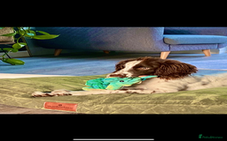 English Springer Spaniel dogs for sale: Rehoming male springer spaniel  - Image 7