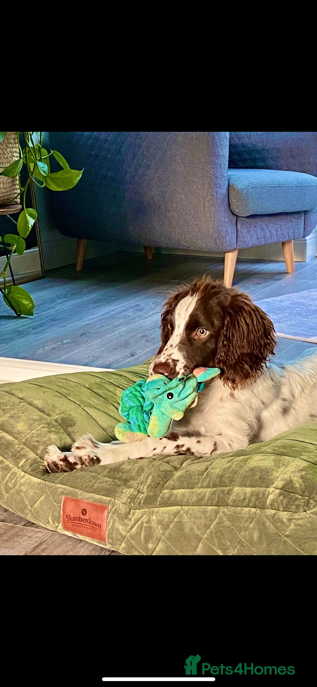 English Springer Spaniel dogs for sale: Rehoming male springer spaniel  - Image 7
