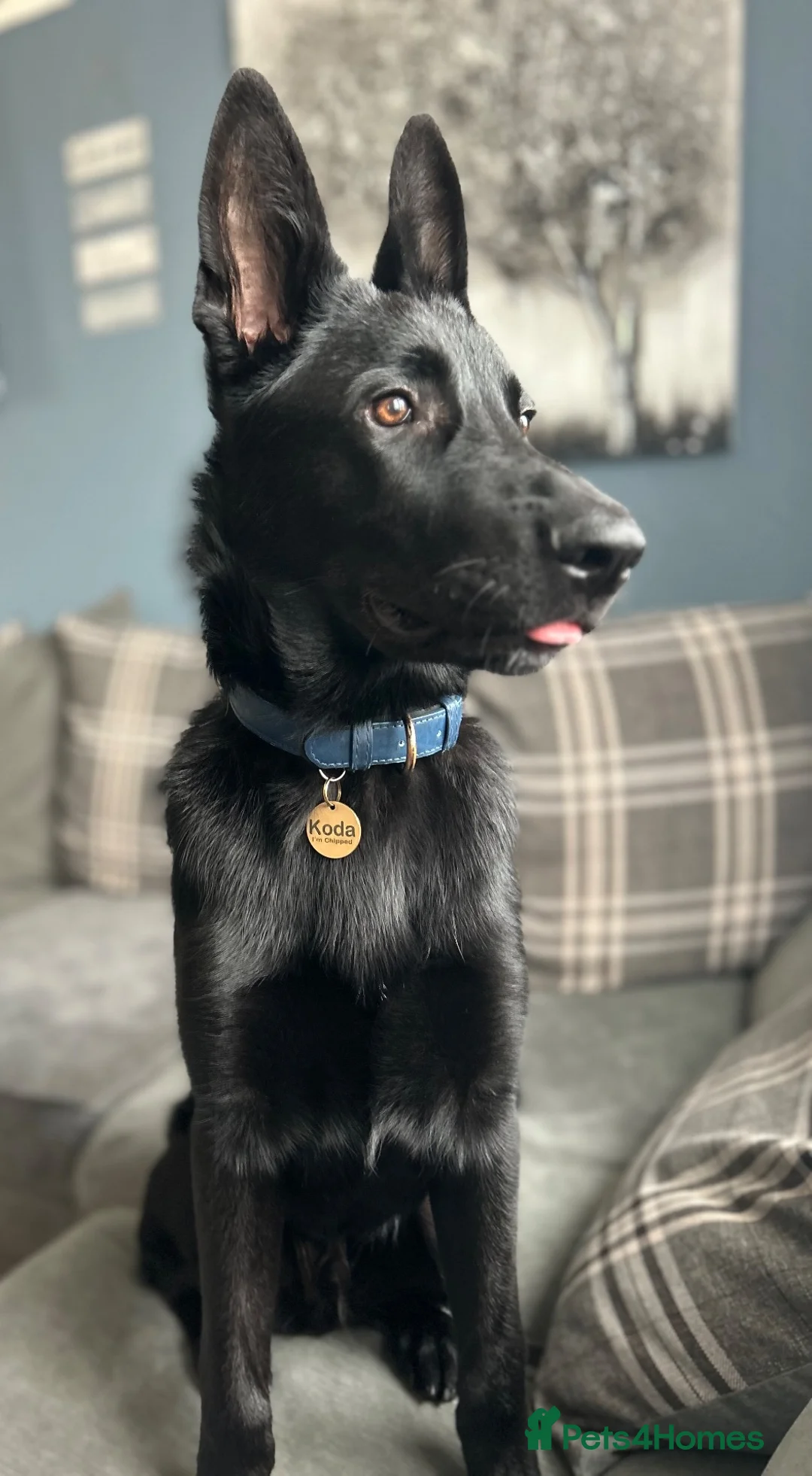 Mixed Breed dogs for sale: 6 month old Belgian malinois x German shepherd  - Advert 2