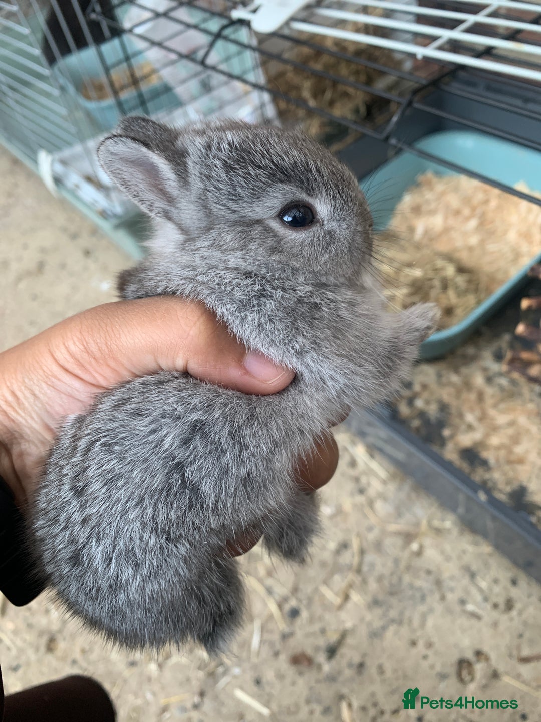 Netherland Dwarf rabbits for sale: Gorgeous Netherland Dwarf Rabbits - Ready in Sept - Image 18