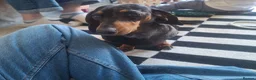 Dachshund dogs for sale: Silver Dappled Dachshund Female - Advert 7