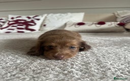 Miniature Dachshund dogs for sale: Top quality long haired miniature dachshunds  - Image 11