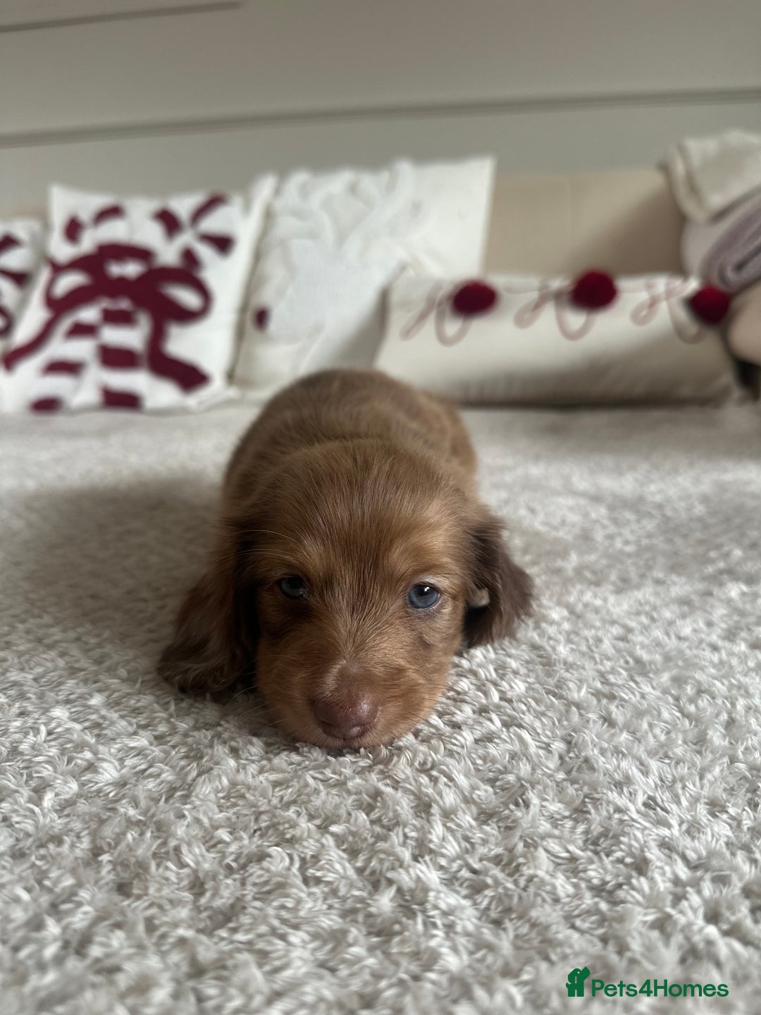 Miniature Dachshund dogs for sale: Top quality long haired miniature dachshunds  - Image 11