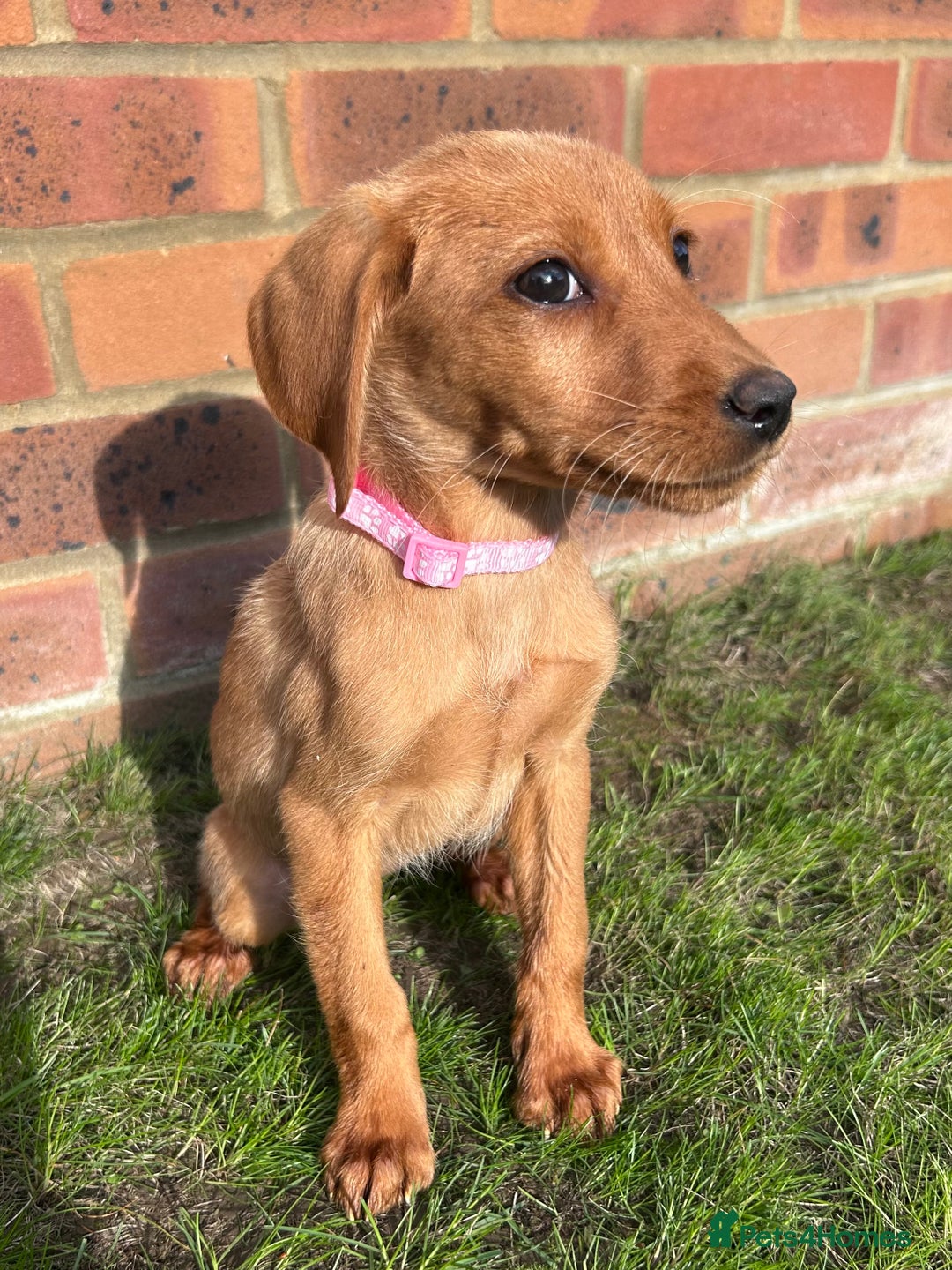 Labrador Retriever dogs for sale: Fox Red Labrador’s  - Image 6
