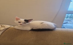 Mixed Breed cats for sale: Mixed ragdol /Turkish angora  - Image 2