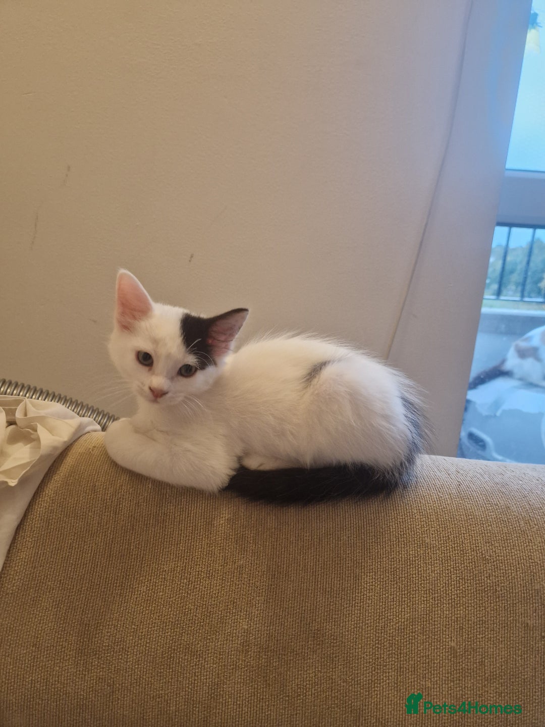 Mixed Breed cats for sale: Mixed ragdol /Turkish angora  - Image 2