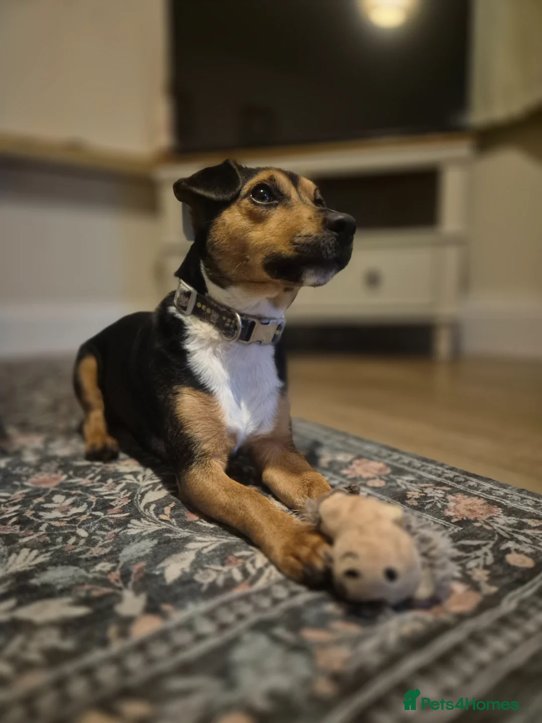 Jack Russell dogs for sale: Jack Russell Terrier Needs PET FREE Home - Advert 1