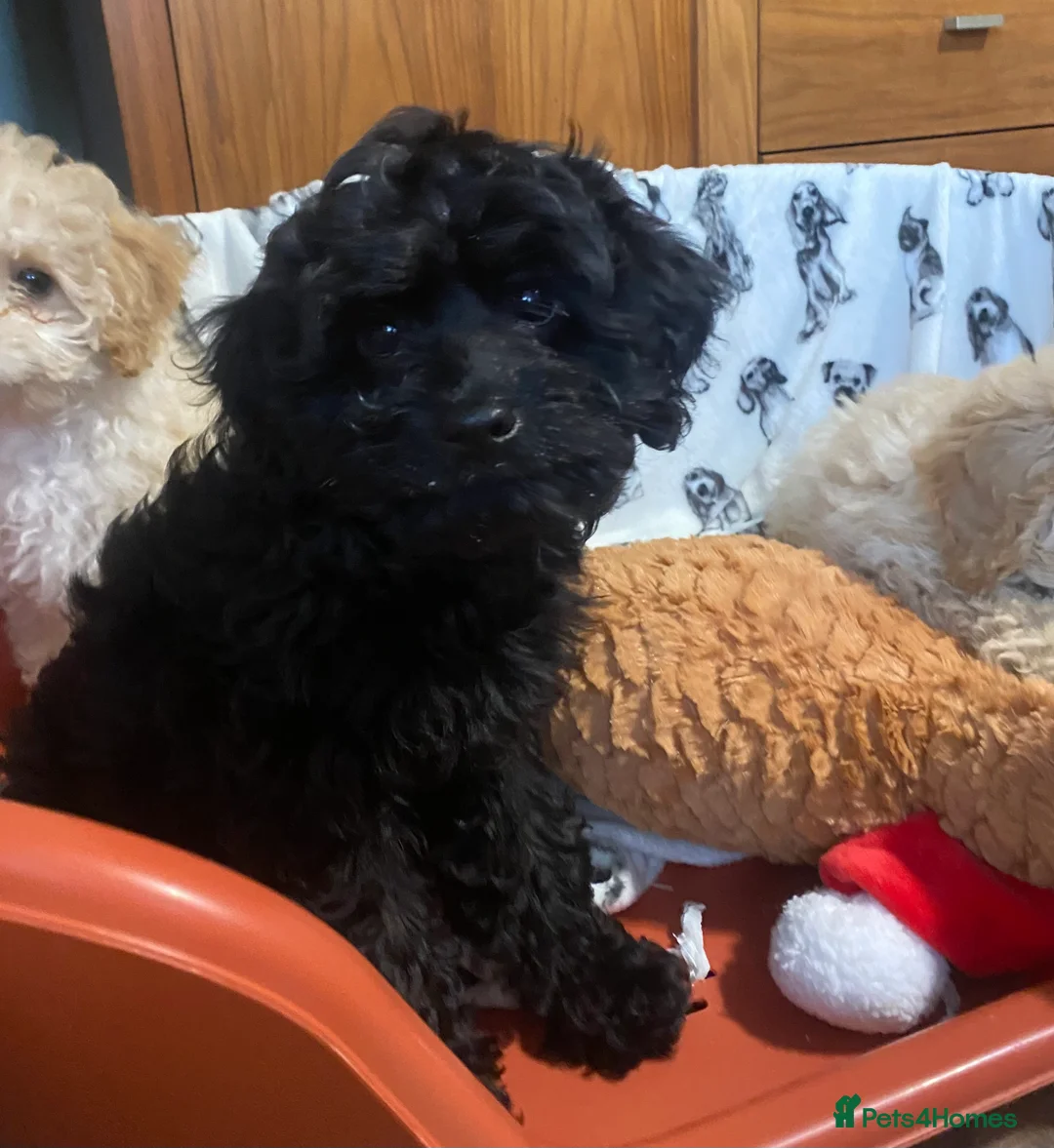 Cavachon dogs for sale: Cavapoochon puppies  in Kilwinning - Advert 12