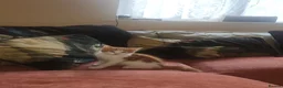 British Shorthair cats for sale: 3 kittens  - Advert 7