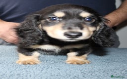Miniature Dachshund dogs for sale: Black cream and black tan  - Image 7