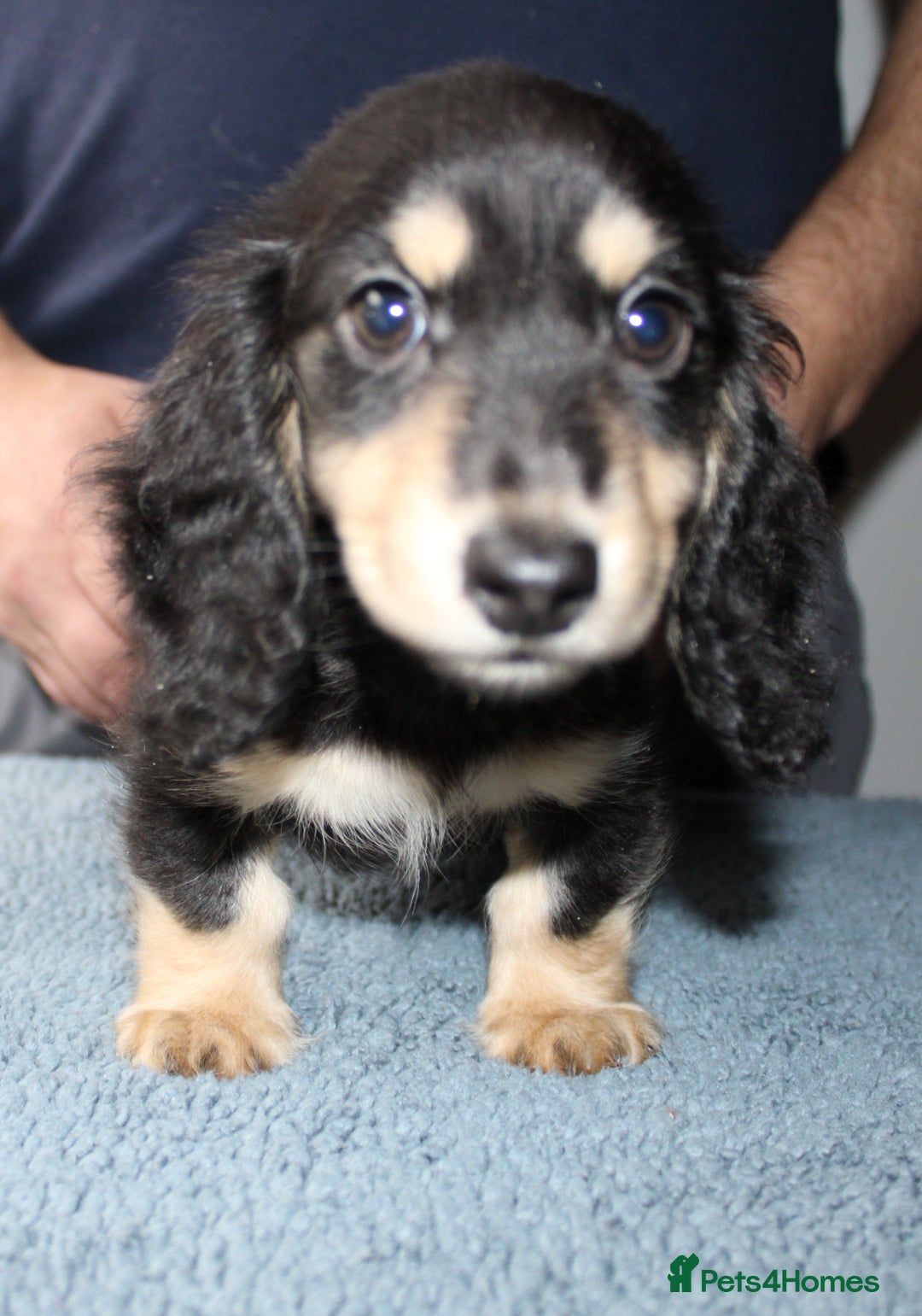 Miniature Dachshund dogs for sale: Black cream and black tan  - Image 7