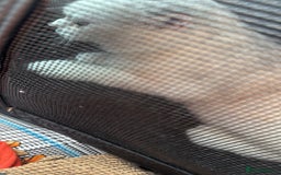 Scottish Fold cats for sale: Scotish fold male kitten - Image 5