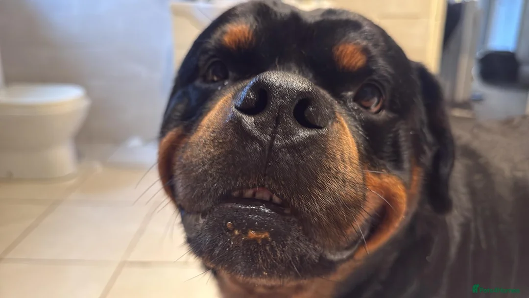 Rottweiler dogs for sale: Harry  - Advert 3