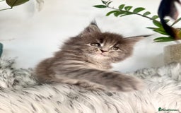 Maine Coon cats for sale: Champions - Bloodline Purebred Maine Coon Kittens  - Image 8