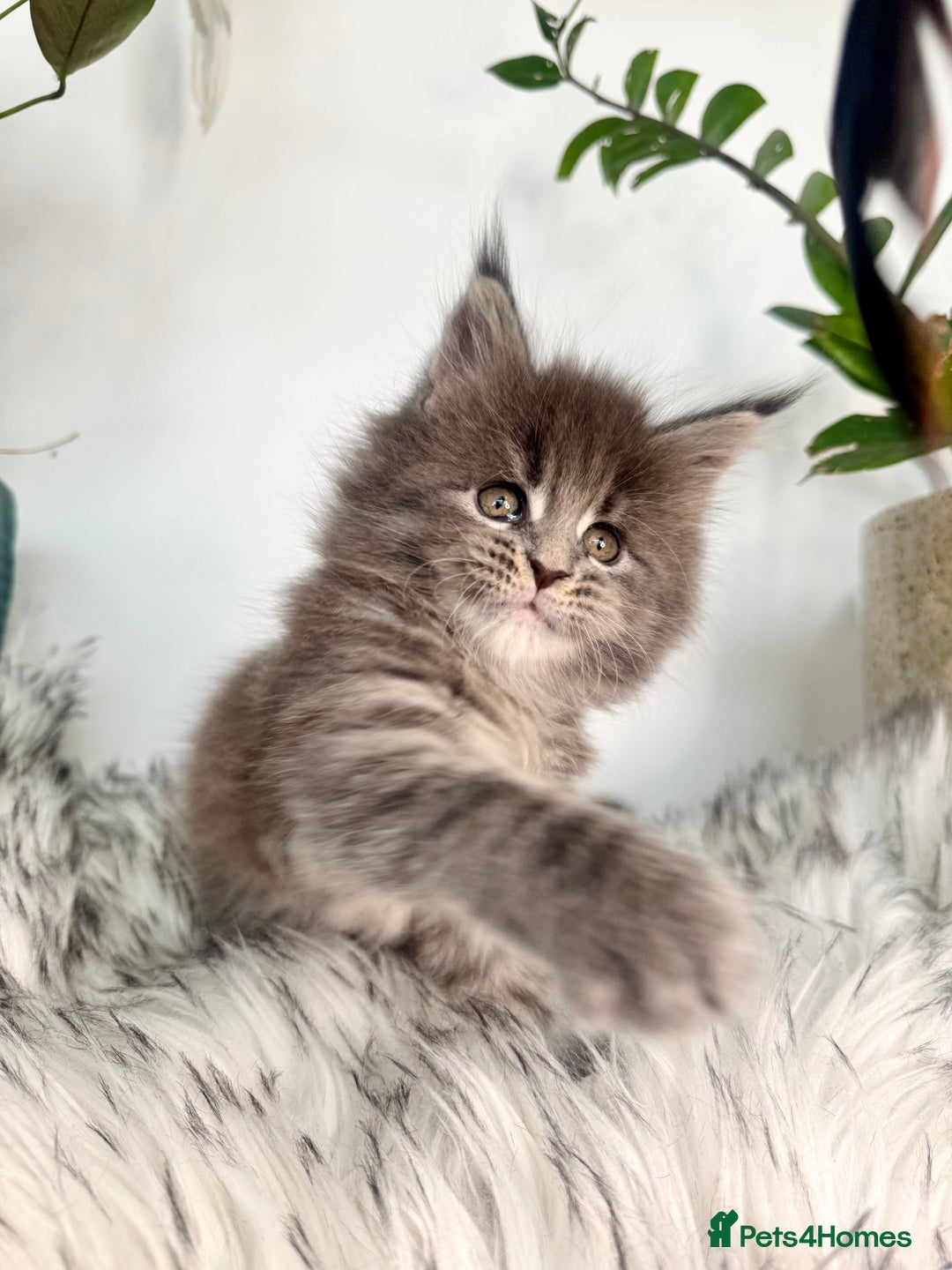 Maine Coon cats for sale: Champions - Bloodline Purebred Maine Coon Kittens  - Image 8
