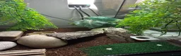 Leopard Gecko reptiles for sale: Leopard geko - Advert 5