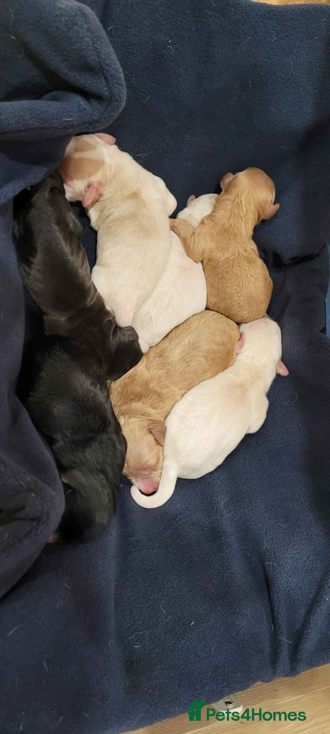 Cockapoo dogs for stud: STUD - F1 Red and white Cockapoo - Health Clear in York - Advert 26