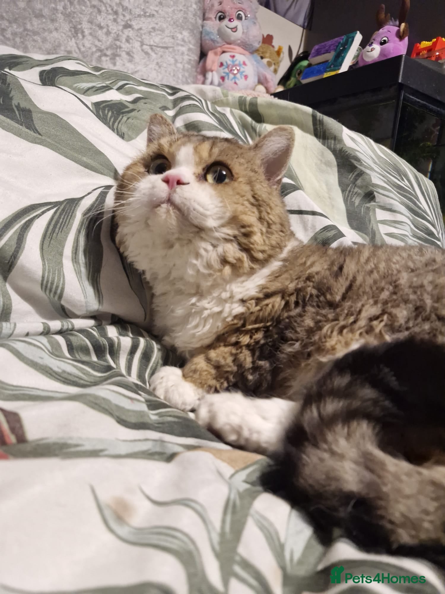 Selkirk Rex cats Stunning dual registered selkirk rex curly. - Advert 12