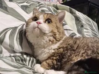 Selkirk Rex cats Stunning dual registered selkirk rex curly. - Advert 12