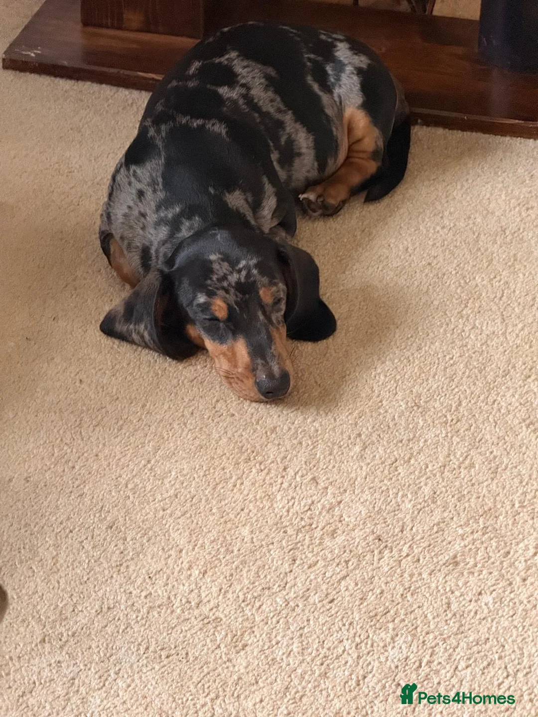 Dachshund dogs for sale: Bob The Dachshund  - Advert 1