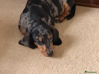 Dachshund dogs Bob The Dachshund - Advert 2