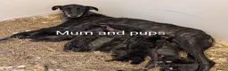 Caucasian Shepherd Dog dogs for sale: Caucasian/Wolfhound  - Advert 17