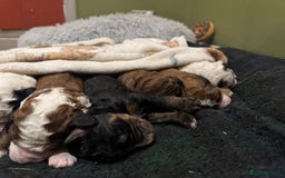Bernedoodle dogs for sale: Bernedoodle F1B puppies - Image 13