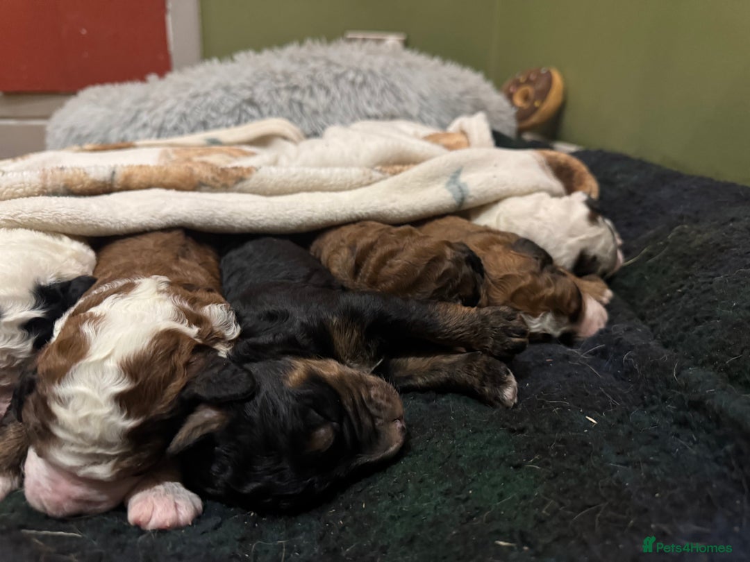 Bernedoodle dogs for sale: Bernedoodle F1B puppies - Image 13
