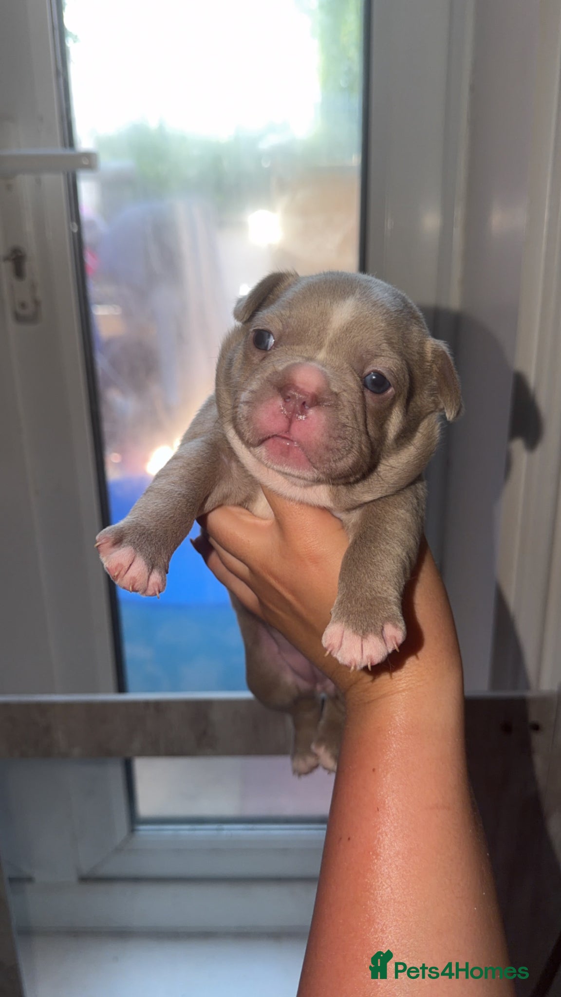 French Bulldog dogs ISABELLA BLUE AND LILAC FRENCHIES - KC - WELL BRED - Advert 11