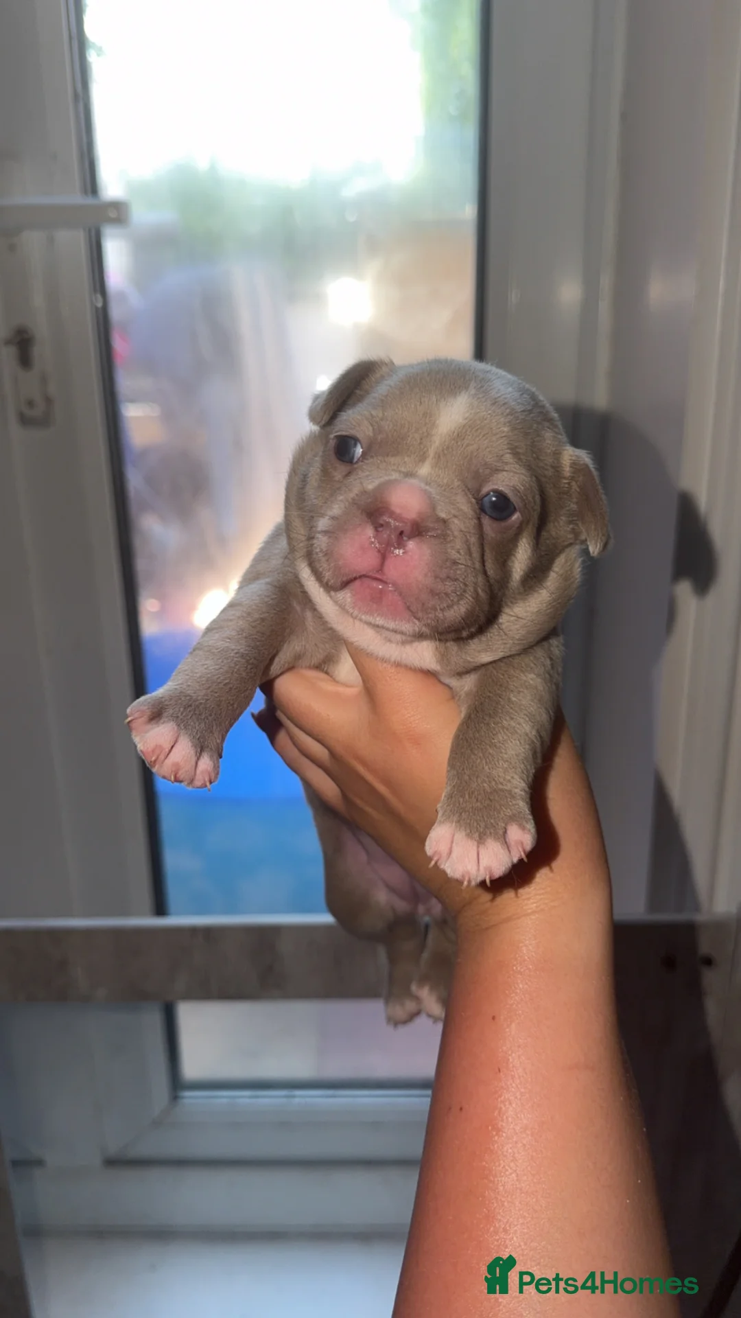 French Bulldog dogs for sale: ISABELLA BLUE AND LILAC FRENCHIES - KC - WELL BRED - Advert 1