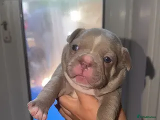 French Bulldog dogs ISABELLA BLUE AND LILAC FRENCHIES - KC - WELL BRED - Advert 11