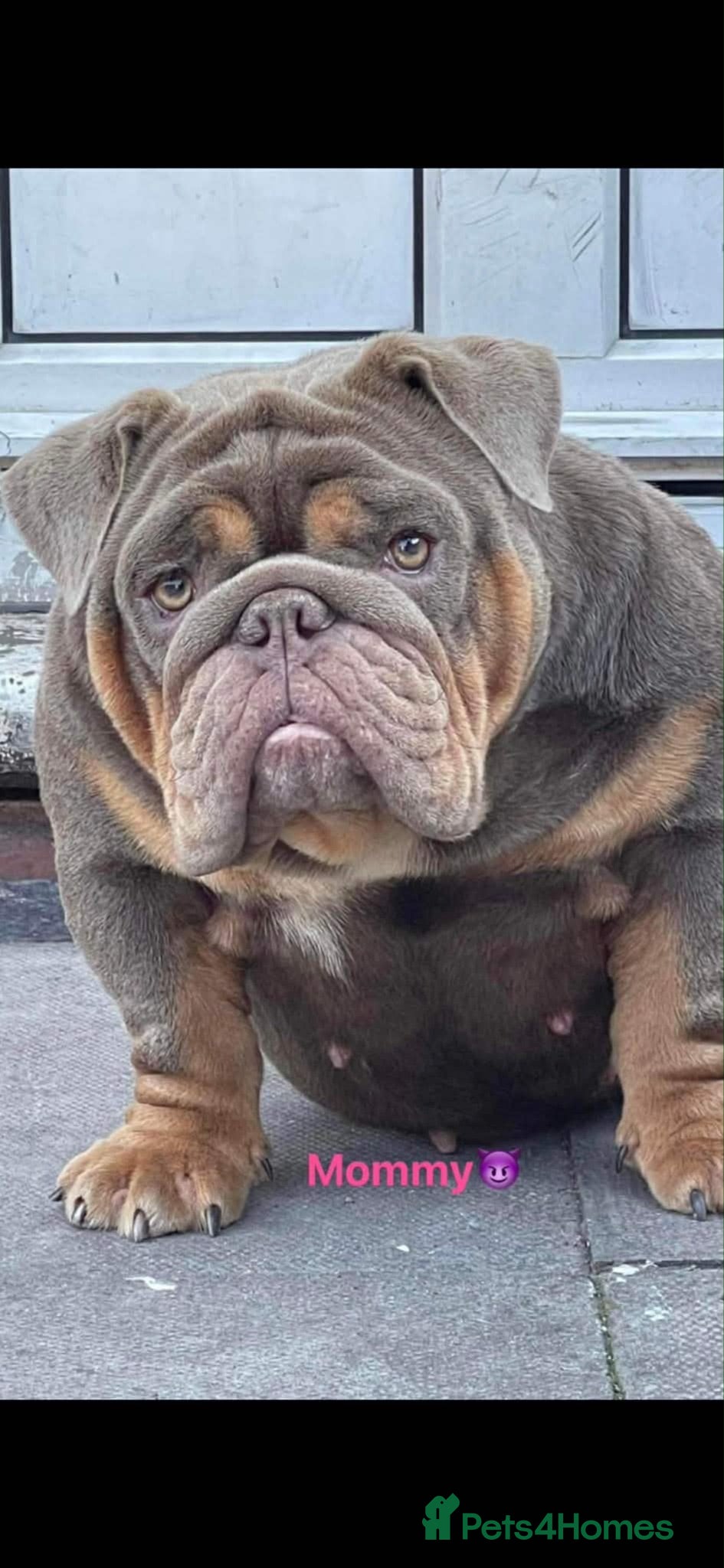 English Bulldog dogs English bulldogs  - Advert 1