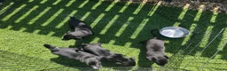Borador dogs for sale: 2 10 week old Collie Labradour cross girls - Advert 19
