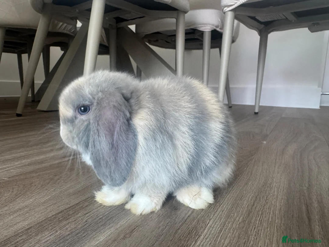 Mini Lop rabbits for sale: Mini Lop babies  - Advert 10