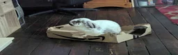 Mini Lop rabbits for sale: House rabbit looking for home in Bodmin - Advert 4