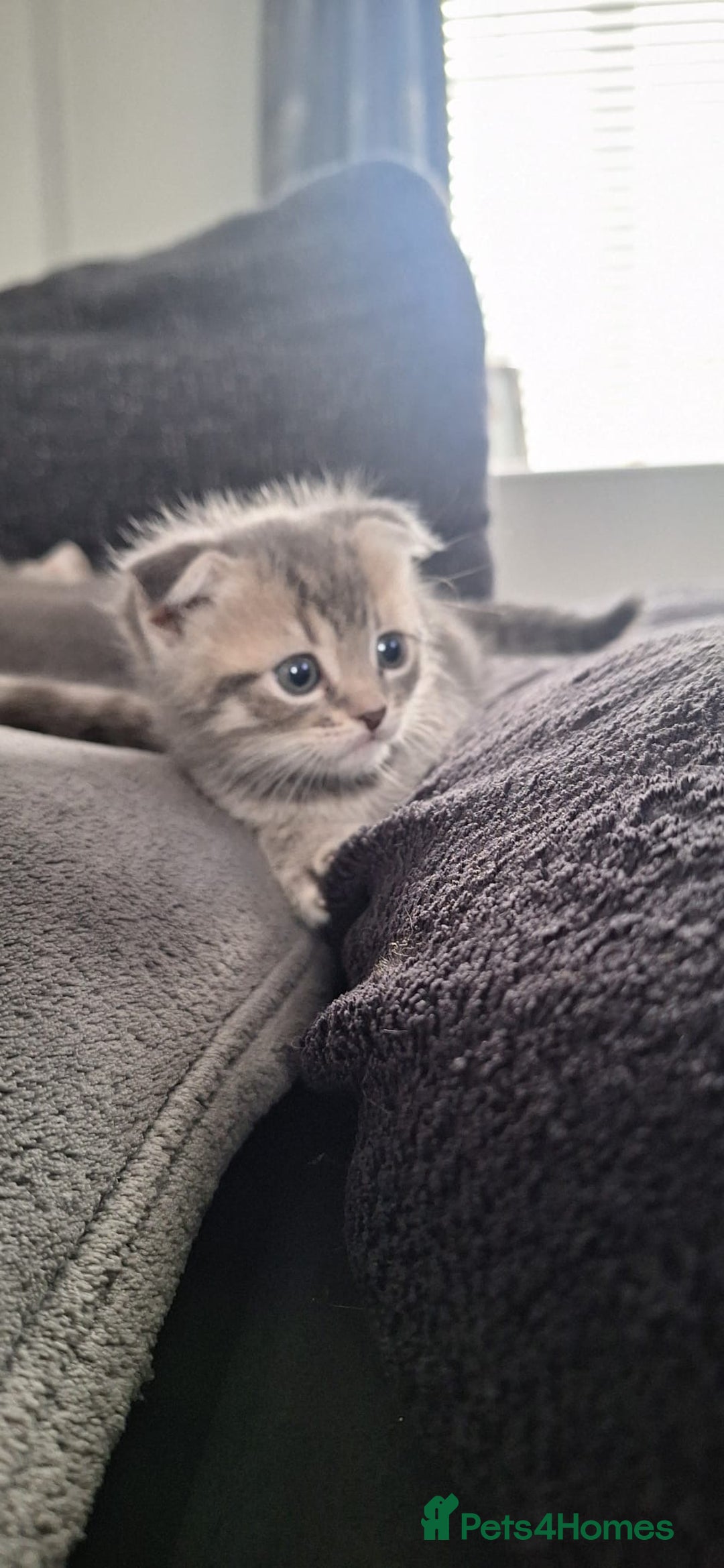 Scottish Fold cats for sale: Beautiful Scottish fold kittens - Image 11