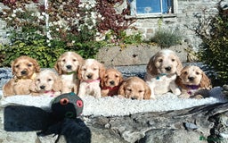 Cocker Spaniel dogs for sale: ❤️Adorable Quality Show Type Cocker Spaniels 🩵 - Image 10