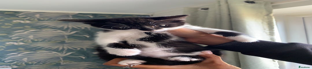 Mixed Breed Kitten 6