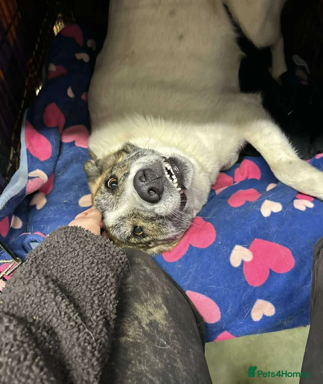 Mixed Breed dogs for adoption: FLO   - Advert 5